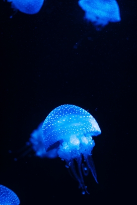 蓝色海月水母图片