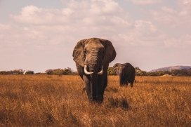 非洲大象亲子图