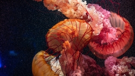 红色水母鱼群图片