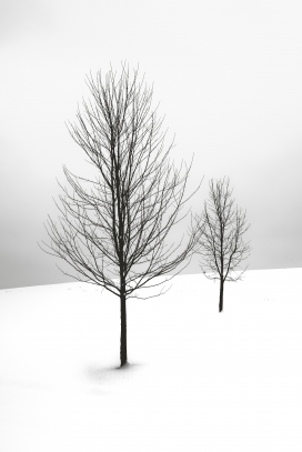 冬季枯树枝图片