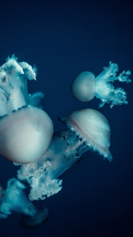 蓝色肥美的水母海洋生物