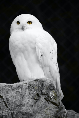 白色猫头鹰鸟动物图片