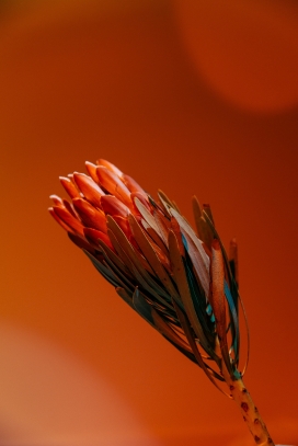干红花植物图