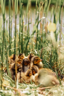 草丛中抱团取暖的小鸭子宝宝