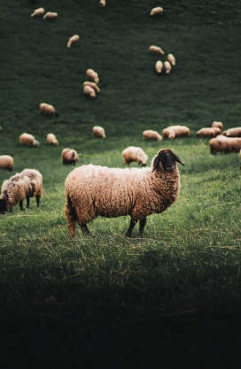 绿色草原上的羔羊