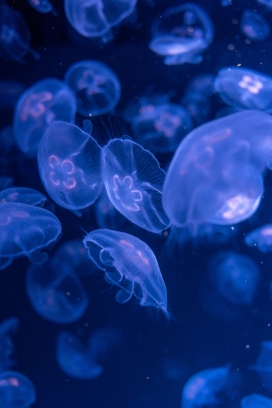 透明蓝色水母群图