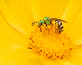 黄色花蕾中的大蜜蜂