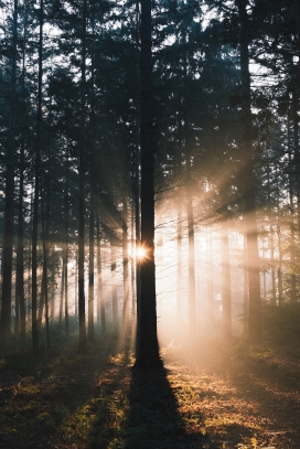 森林的早晨阳光