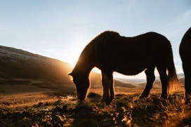 夕阳下吃草的马