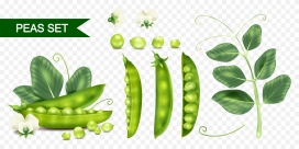 绿色豌豆植物蔬菜素材下载