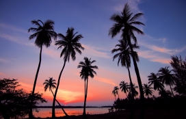 日落下的椰树风景