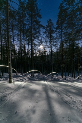 冬季森林光