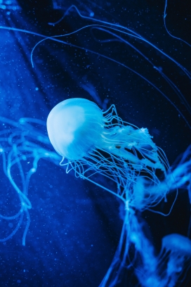 蓝色水母生物图