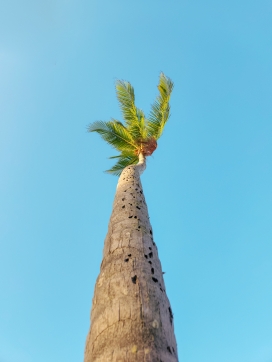 仰拍的棕榈树图