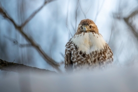 冬季雪鸮鸟