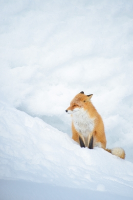 冬季雪地中的北极狐