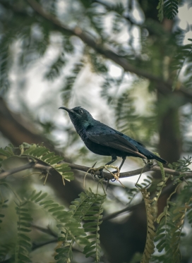 树枝上张望的黑色乌鸦鸟