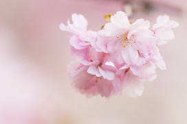 粉红色山樱花图片