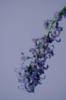 紫色风信子植物图