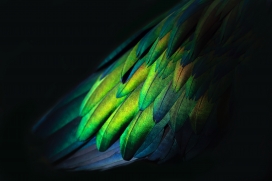 绿色孔雀羽毛
