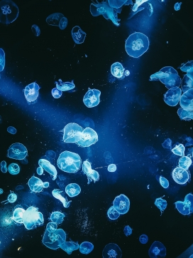蓝海中的蓝色水母群