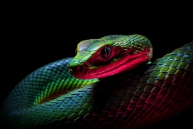 彩色光照下的绿色蟒蛇