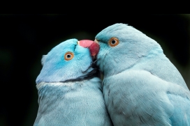 两只蓝月轮鹦鹉鸟