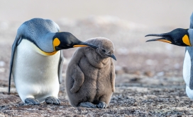 在给企鹅上课的企鹅父母