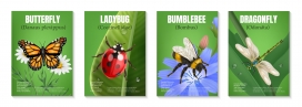 逼真带有文字图像的四张昆虫套装垂直海报下载