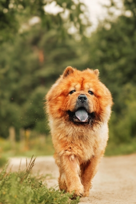 吐舌头奔跑的松狮犬动物图