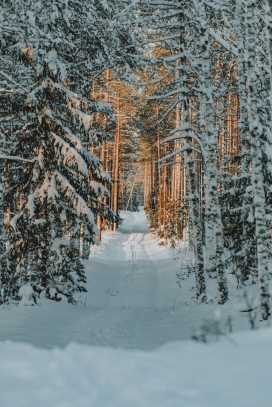 冬季被雪覆盖的松树林
