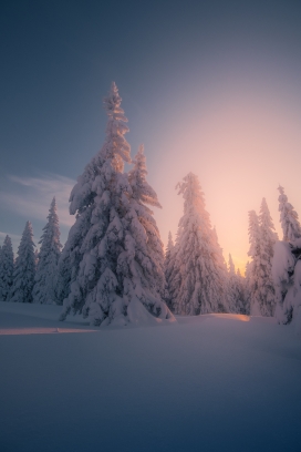 冬季松树林的早晨风景