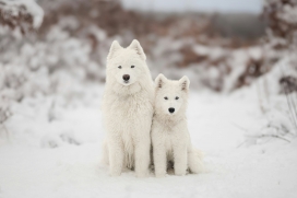 冬季雪地中合影的萨摩耶白色狗