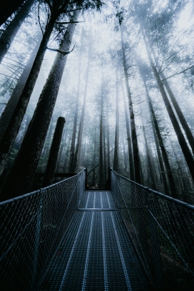 雾蒙蒙中的森林吊床桥