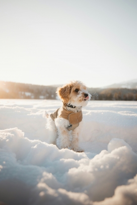 冬季雪地中的波萨维茨猎犬