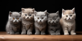 五只可爱的灰猫萌宠
