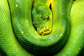 绿色大蟒蛇图
